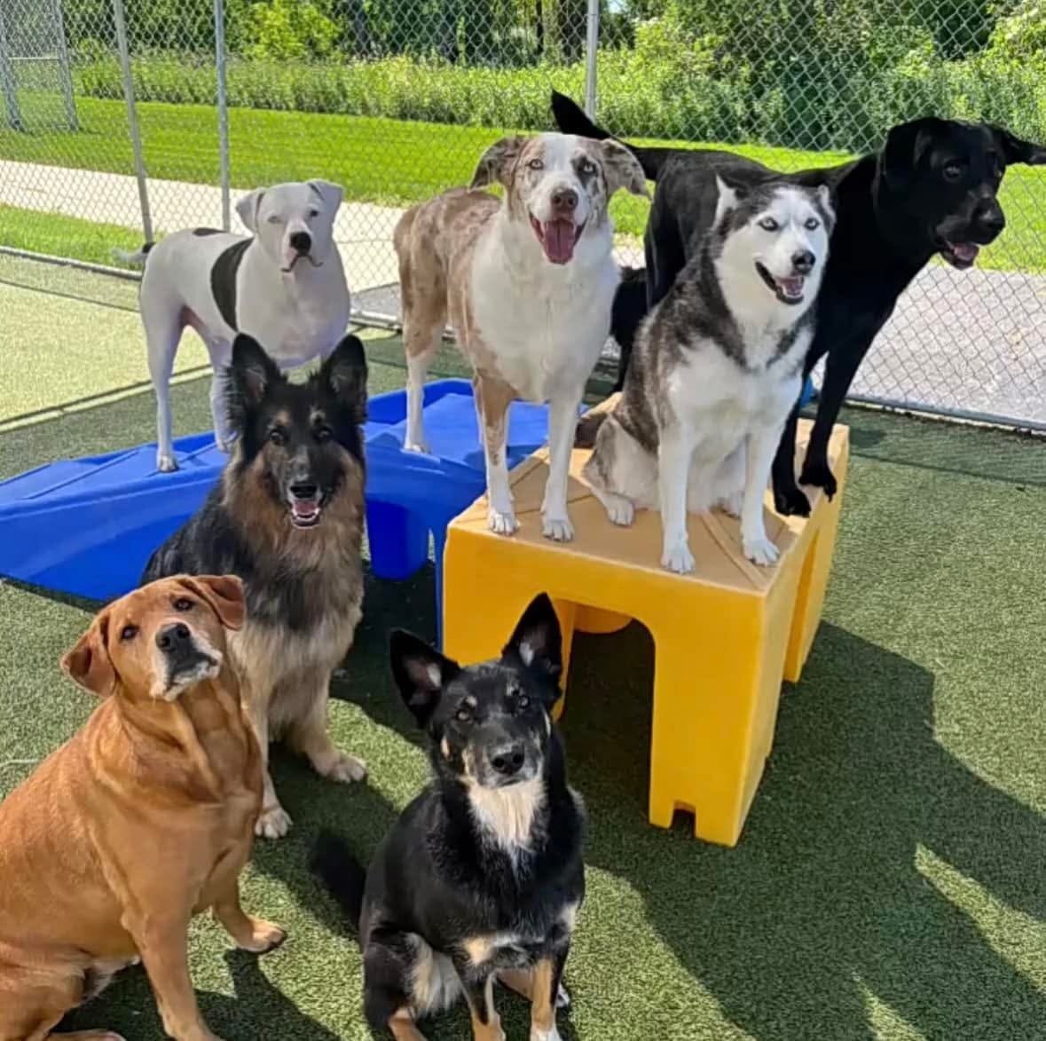 Aloha Pet Resort & Spa