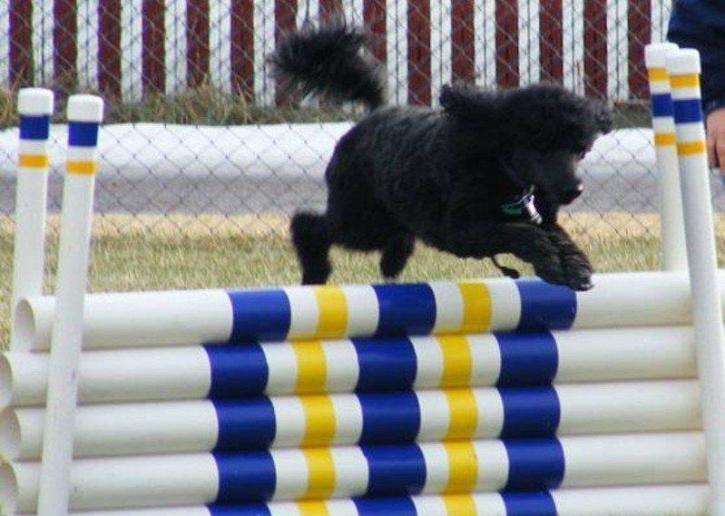 Hutchinson Kennel Club Inc