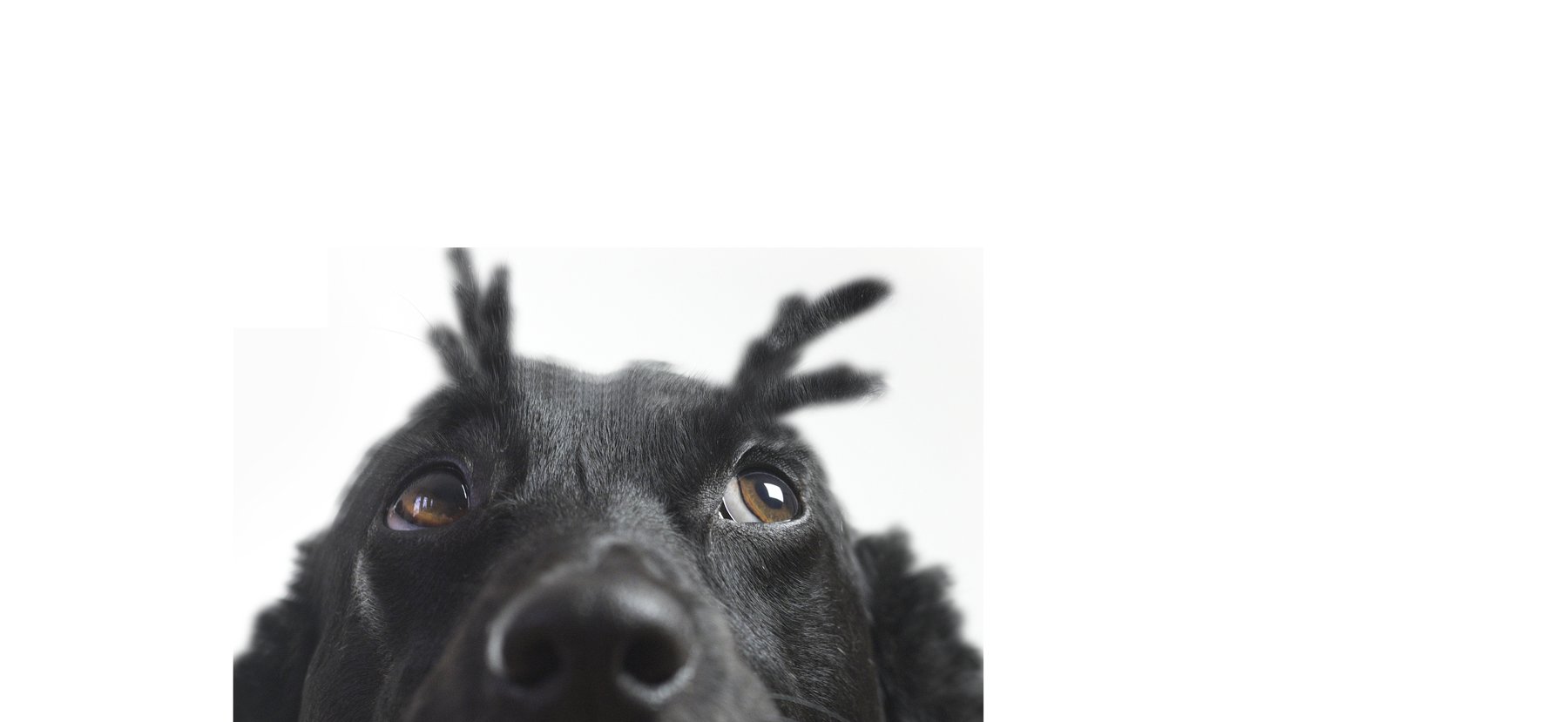 Canine Gems Dog Training