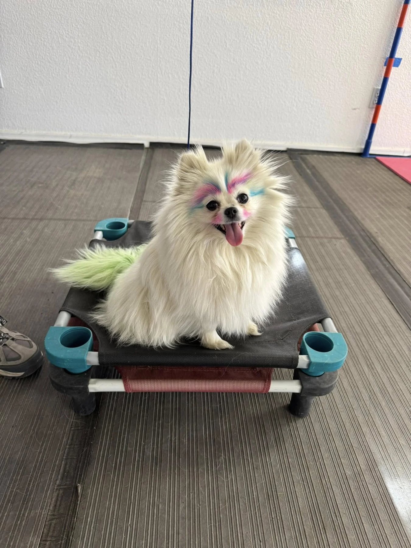 Pawsitive Connection Dog Training