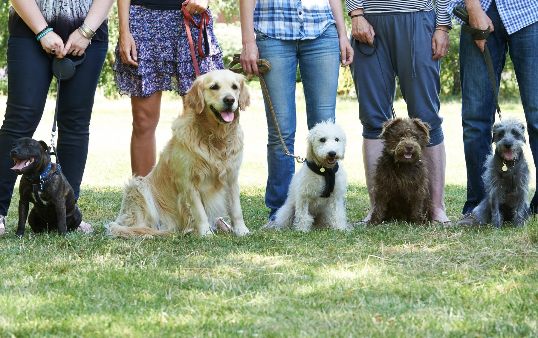 PawSessions Dog Training, Socialization and Event Center of Long Island