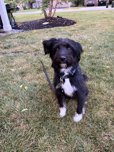 Dog Training Now