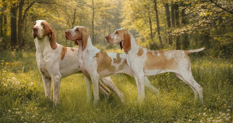 Lumpy's Kennels — dog trainer in Fond du Lac, WI