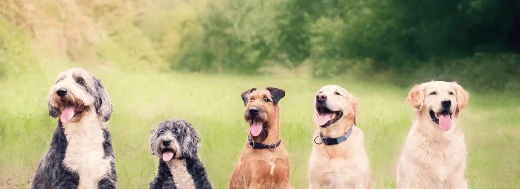 Better Dog Training
