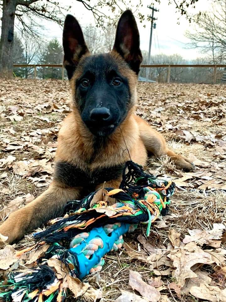 Chaland K9, LLC