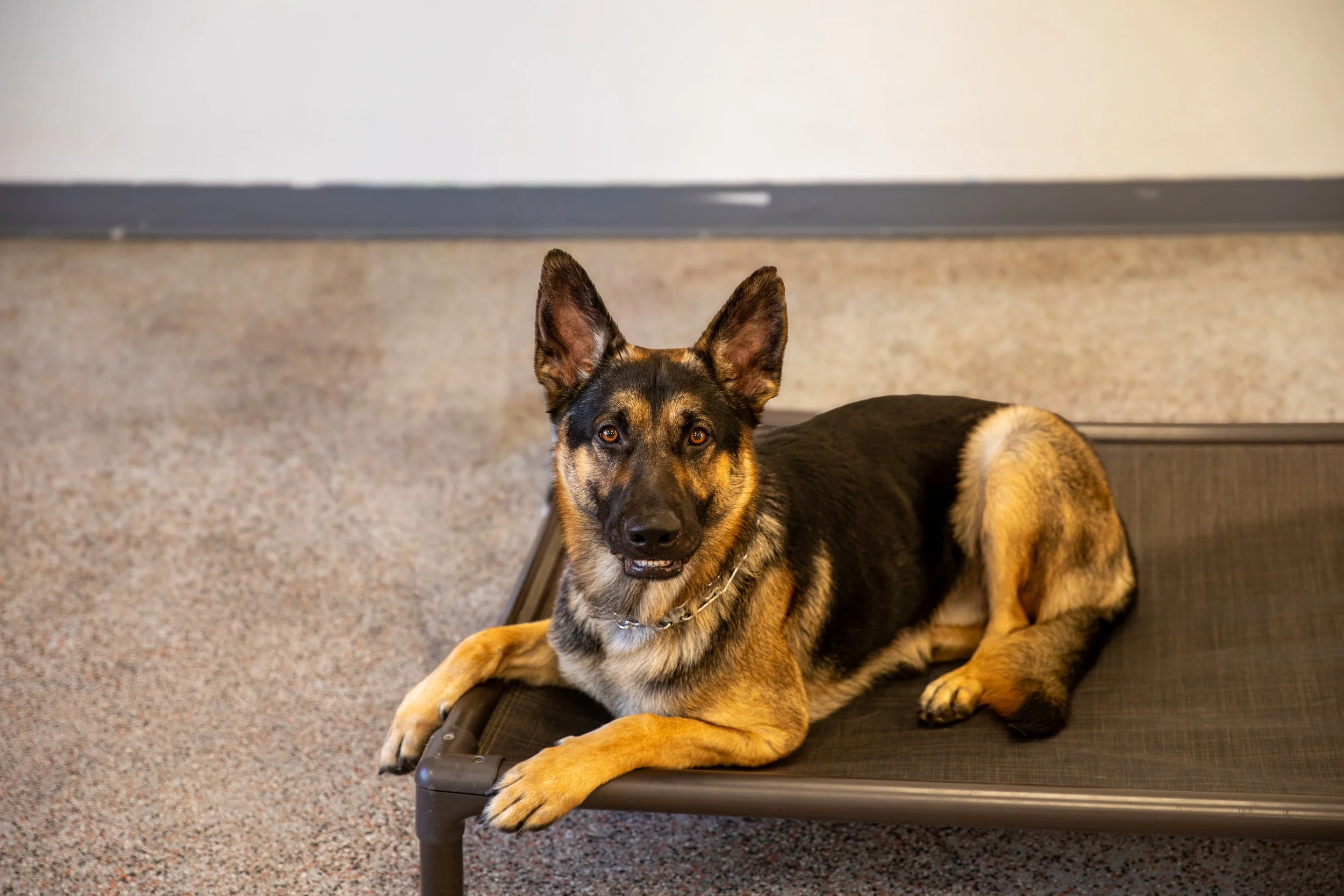Underdog Academy – Dog Training