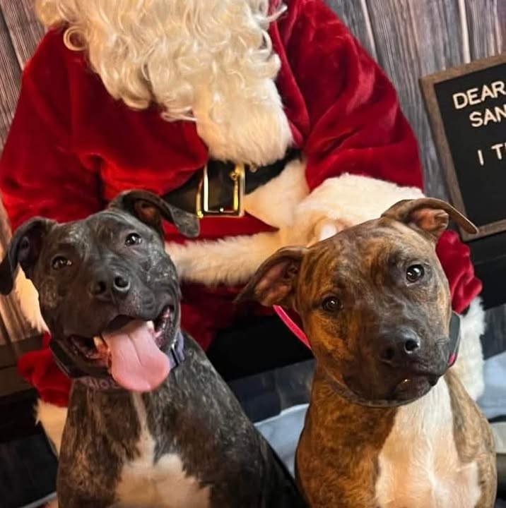HAPPY HAPPY DOG DOG TRAINING