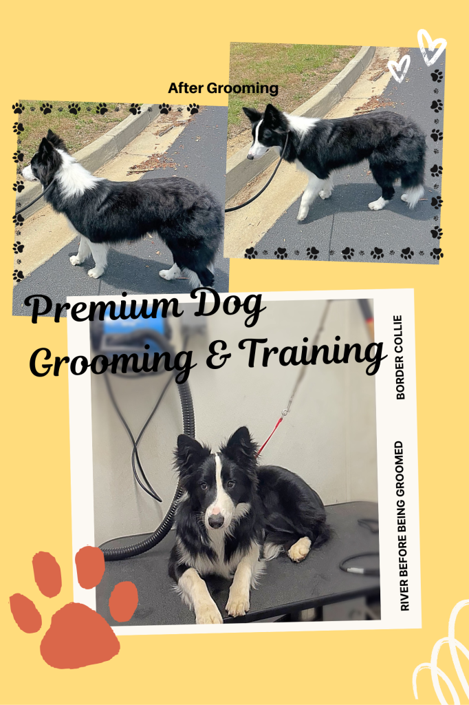 K9BS Dog Training