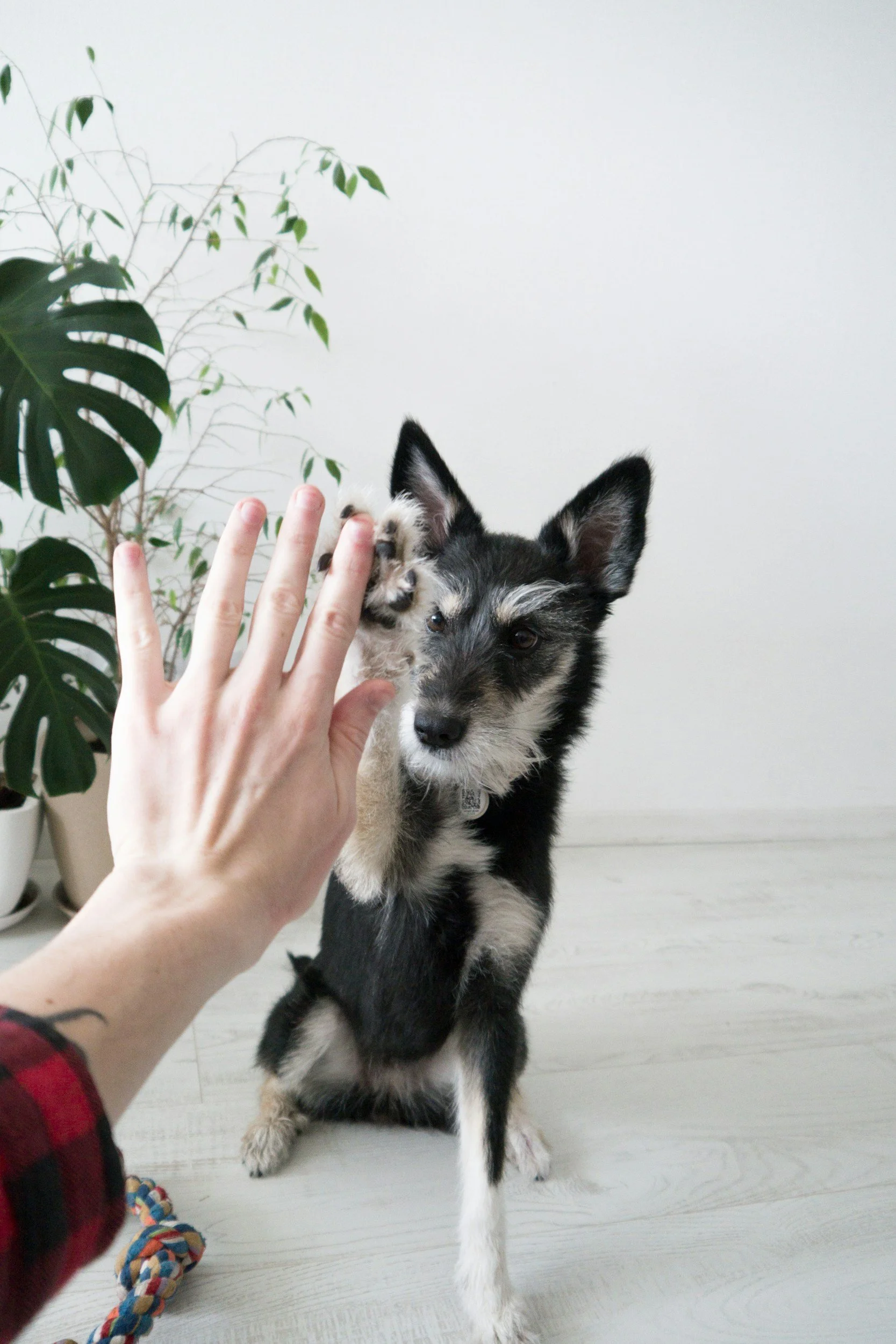 Shake Training