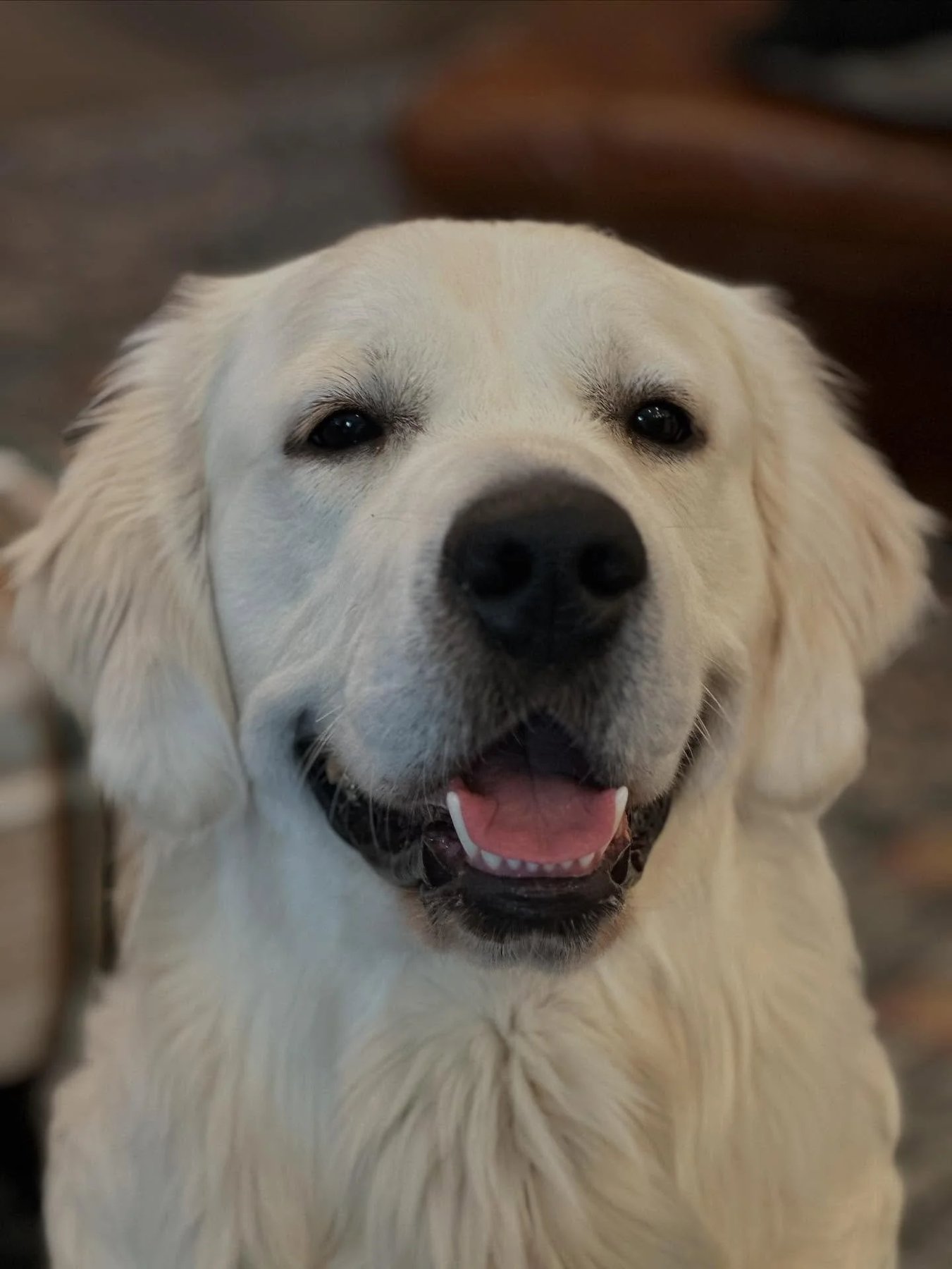 Kari Solberg Canine Behavior & Consulting