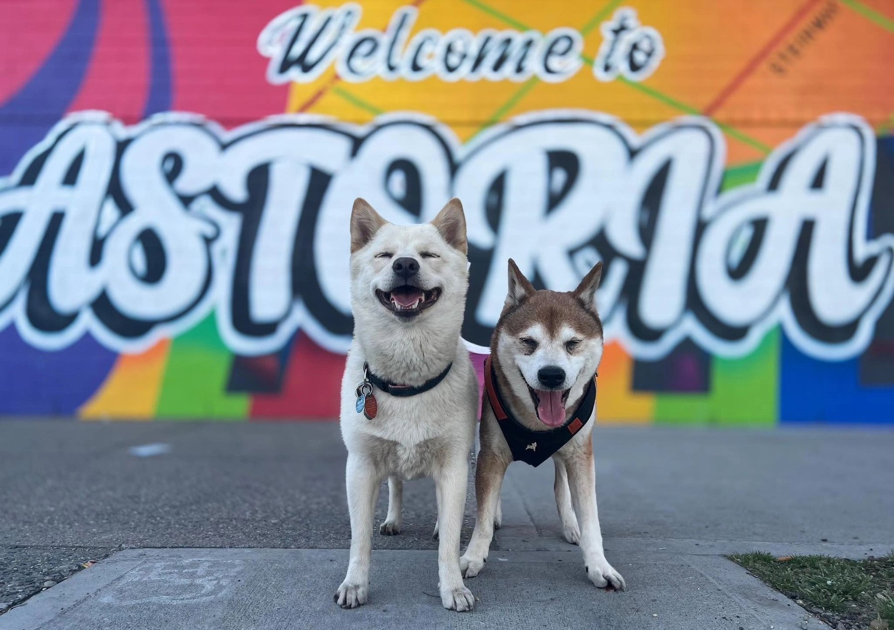 Pets Best Friend NYC