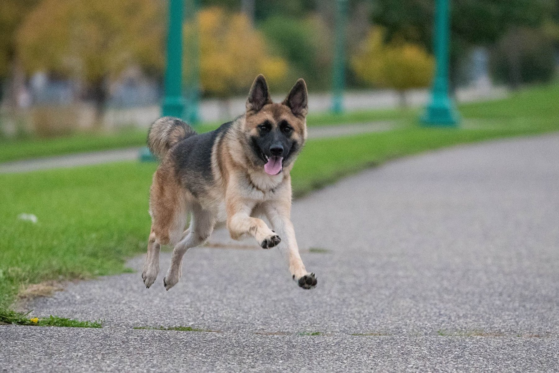 Big Leap of Faith Dog Training & Services