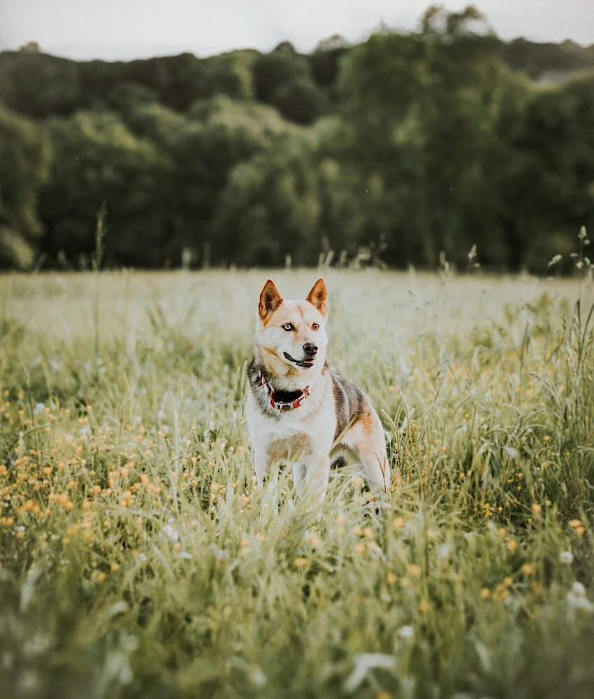 Lead Your Dog