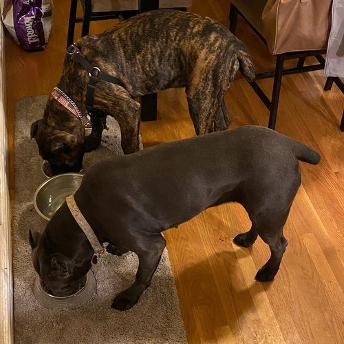 Rosso Rak Cane Corso