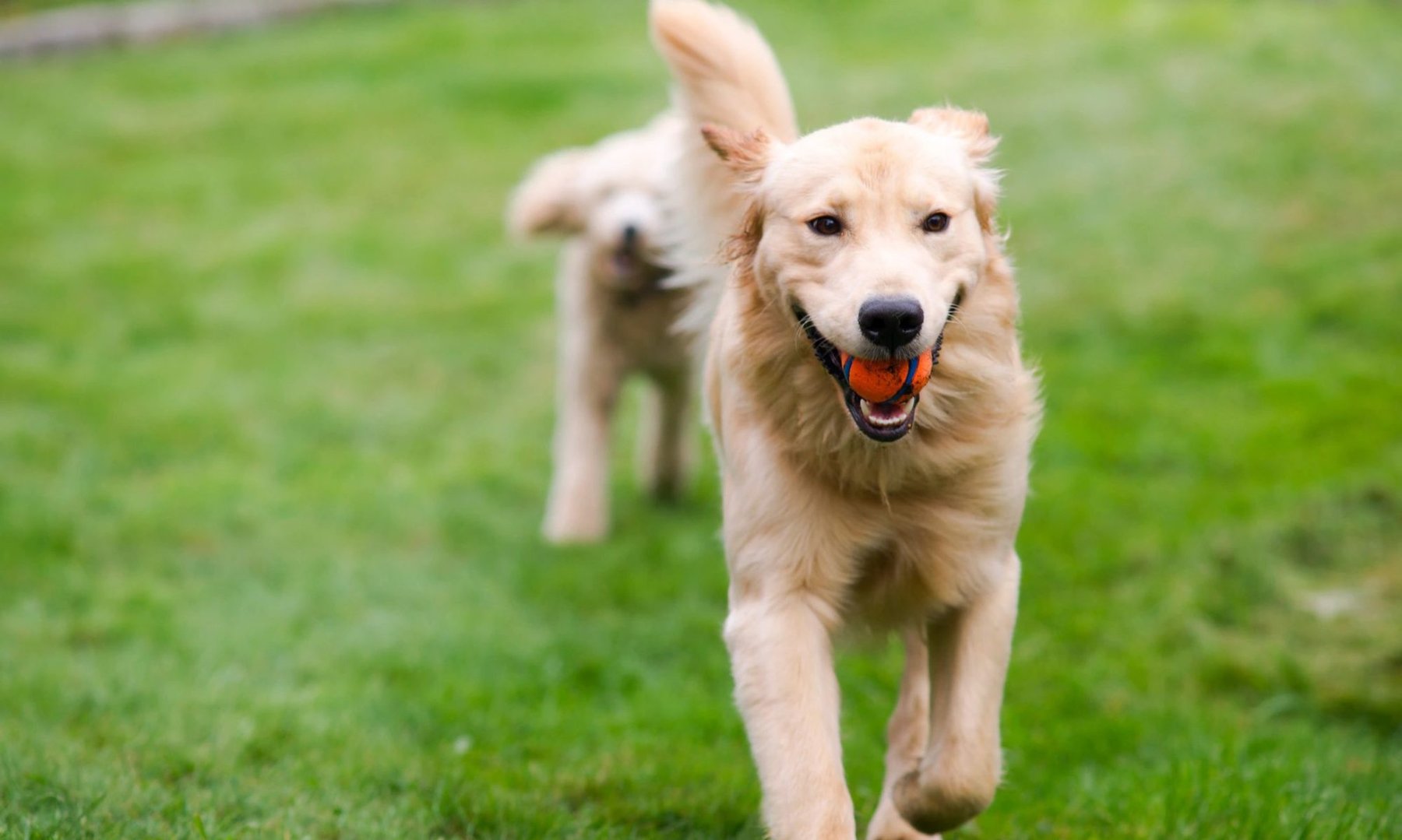 The Cottages — dog trainer in Charlottesville, VA