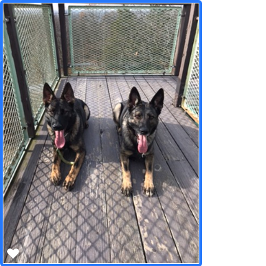 BMB Dog Training