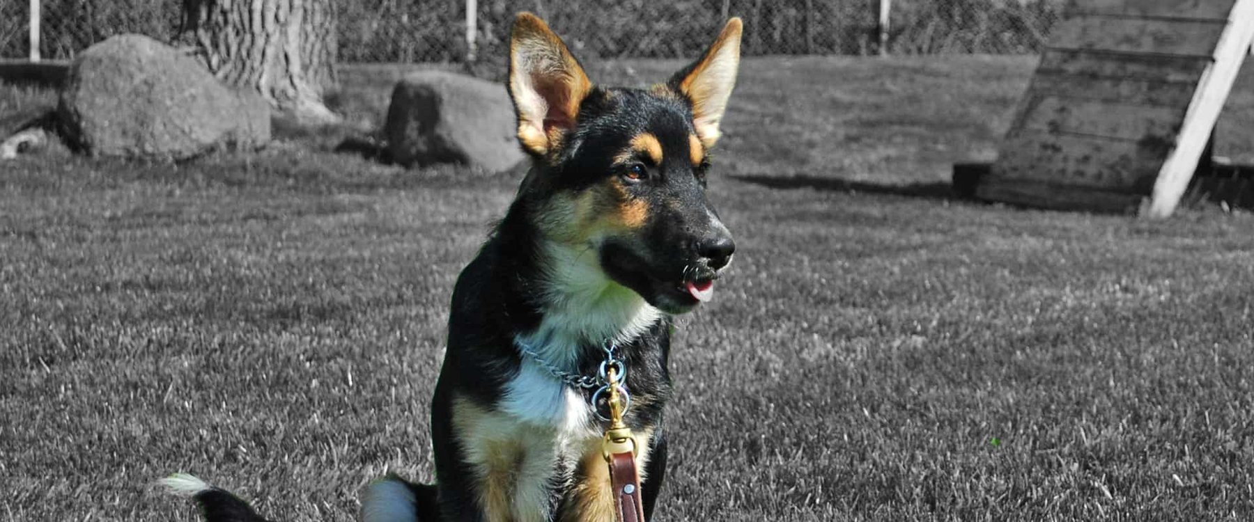 Sublime K9 Dog Training – Long Island Dog Training