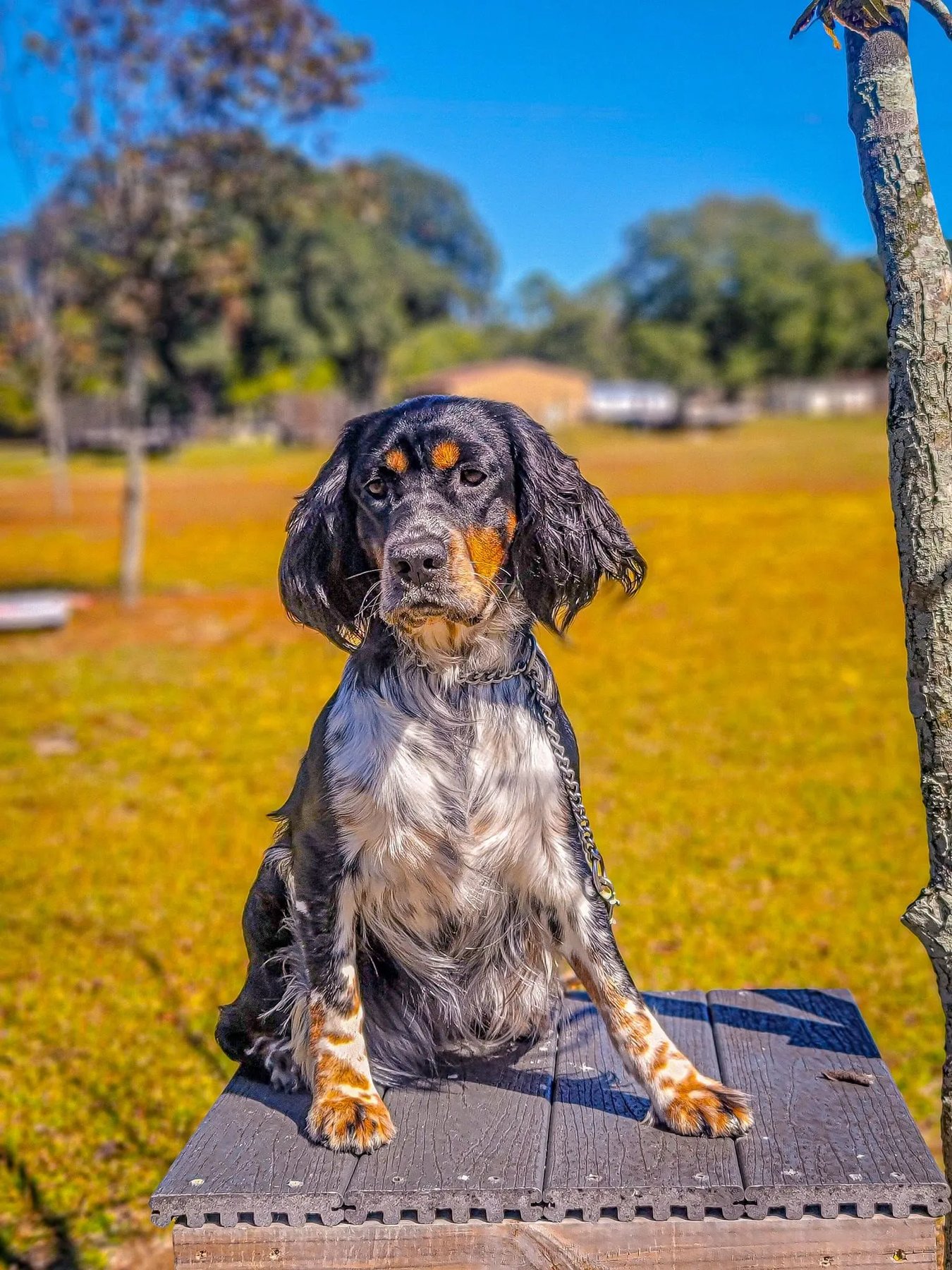 Altamaha Canine Consulting LLC.