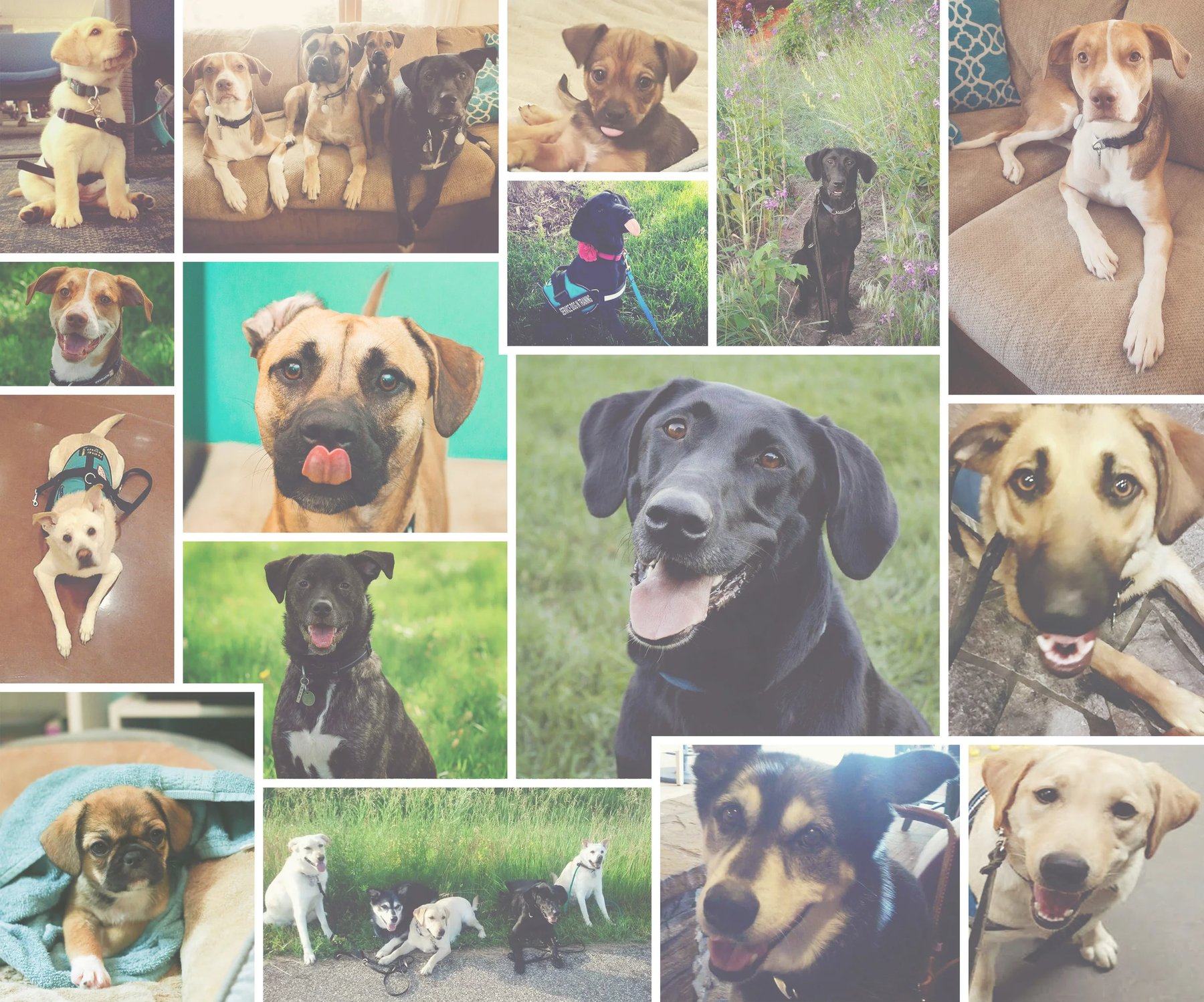 Aurum Canine Services
