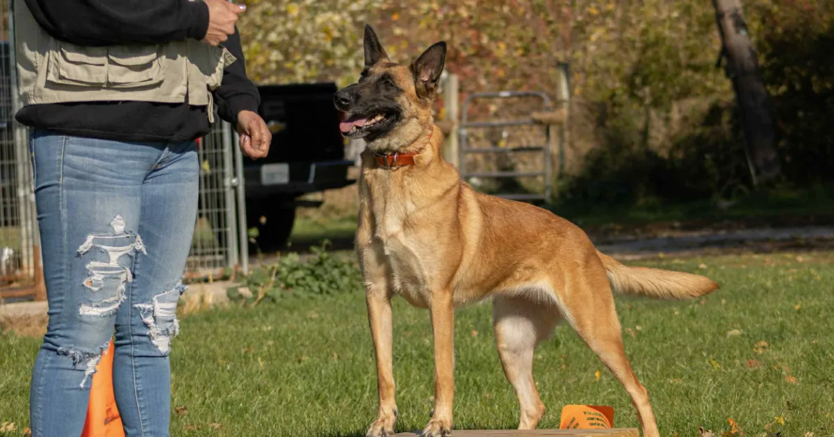 Custom K9