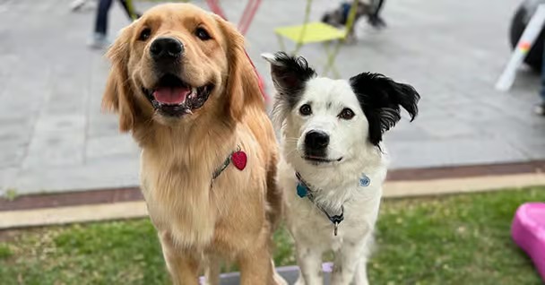 Sit Means Sit Dog Training Detroit
