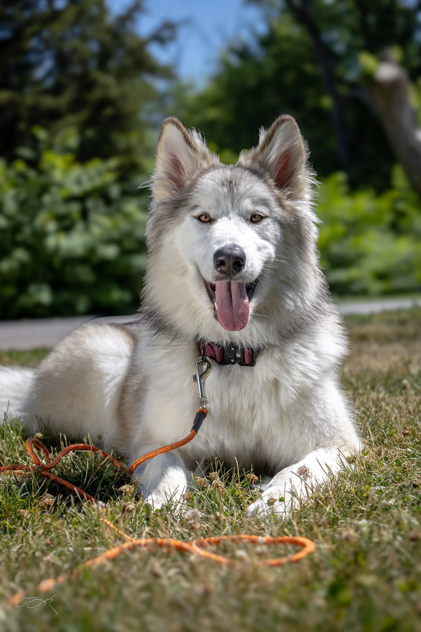 Colton Brooks Dog Training, INC.