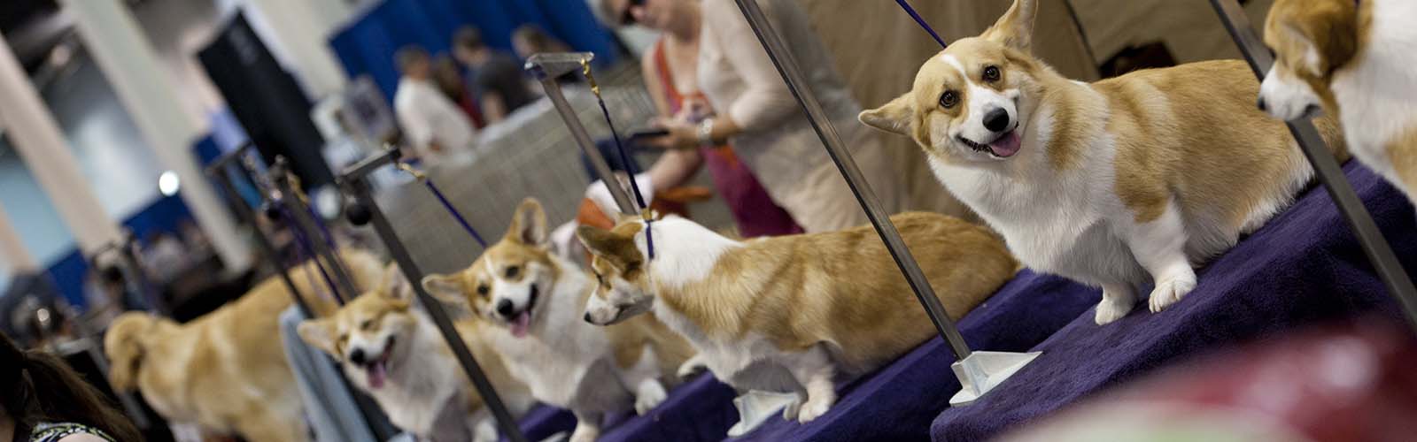 Durham Kennel Club Building