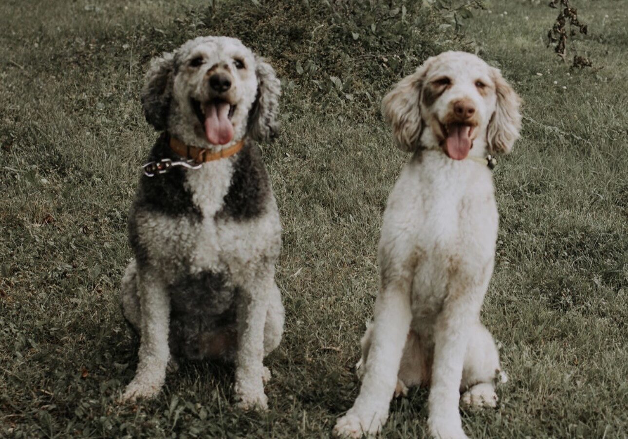 Patriot Pup — dog trainer in Manitowoc, WI