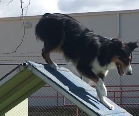 Flying K9 Agility School