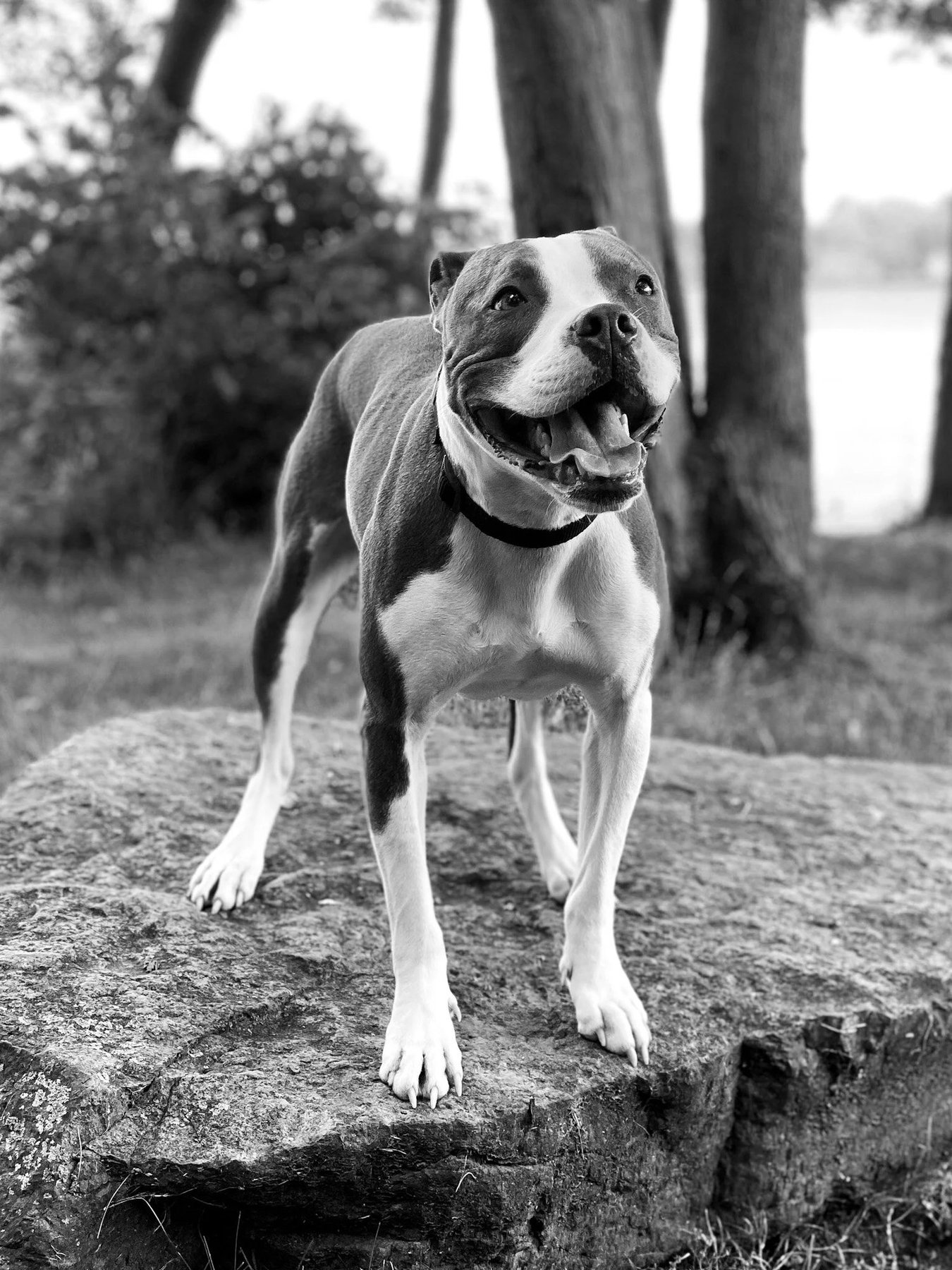 Common Canine LLC