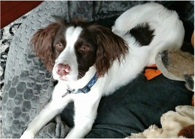 Loyal Learners Pet Services