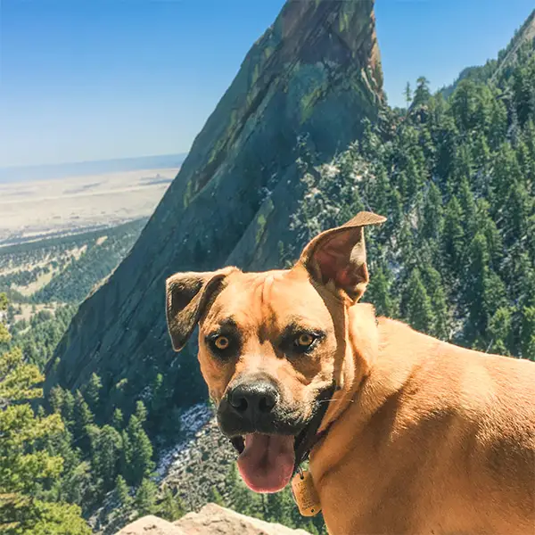 Cosmic Dog Training — dog trainer in Boulder, CO