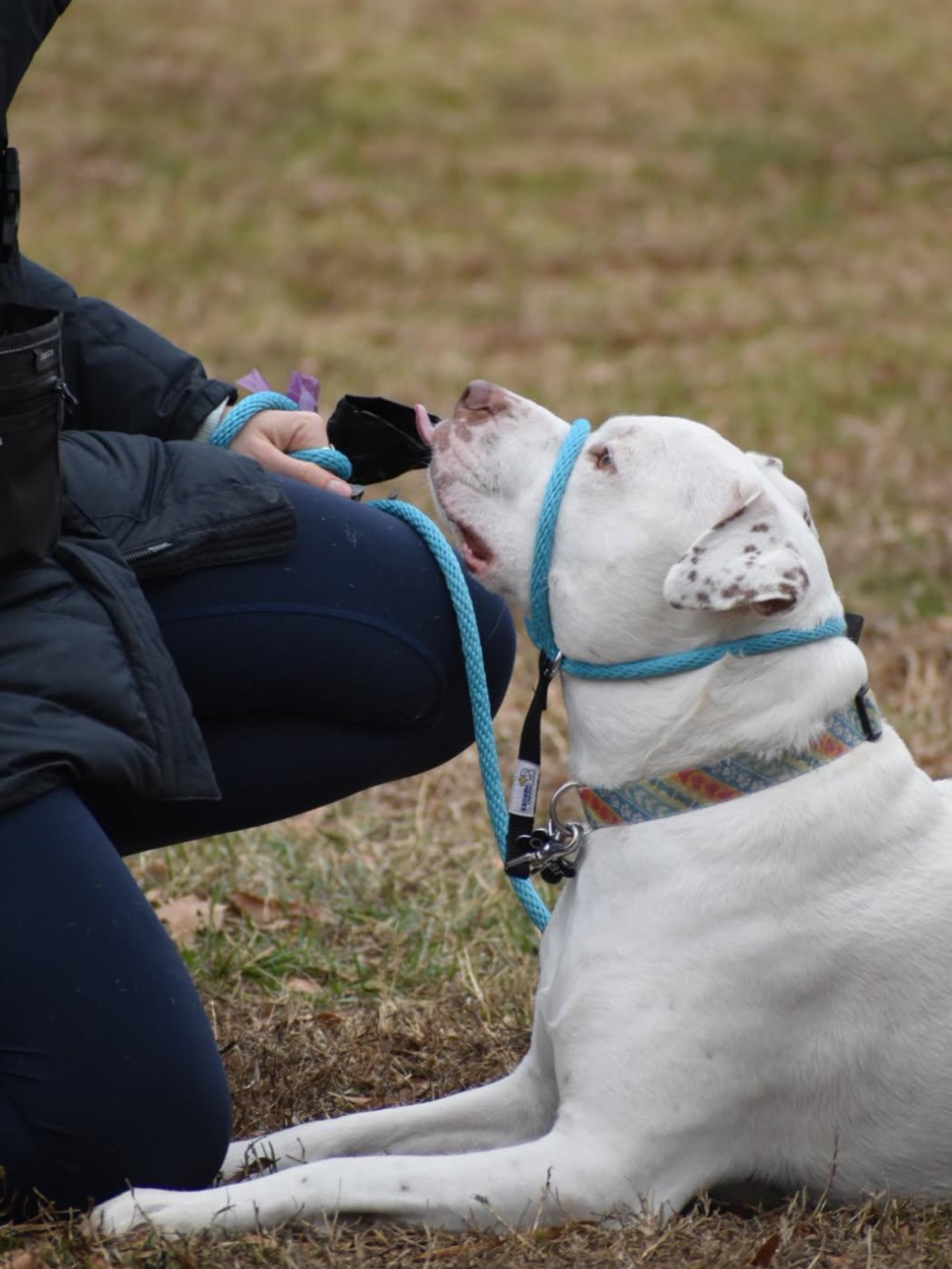 Sally Said So Professional Dog Training Greenville