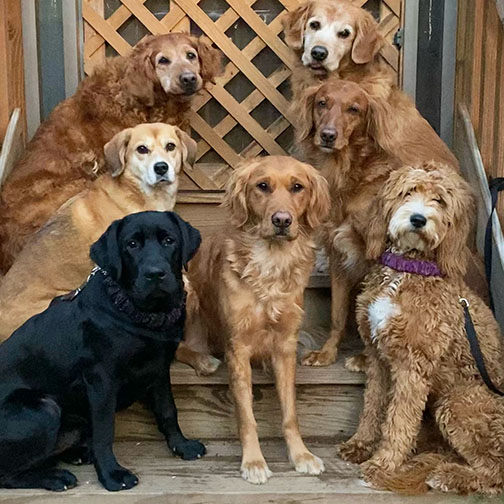 Lucky Dog Training Asheville