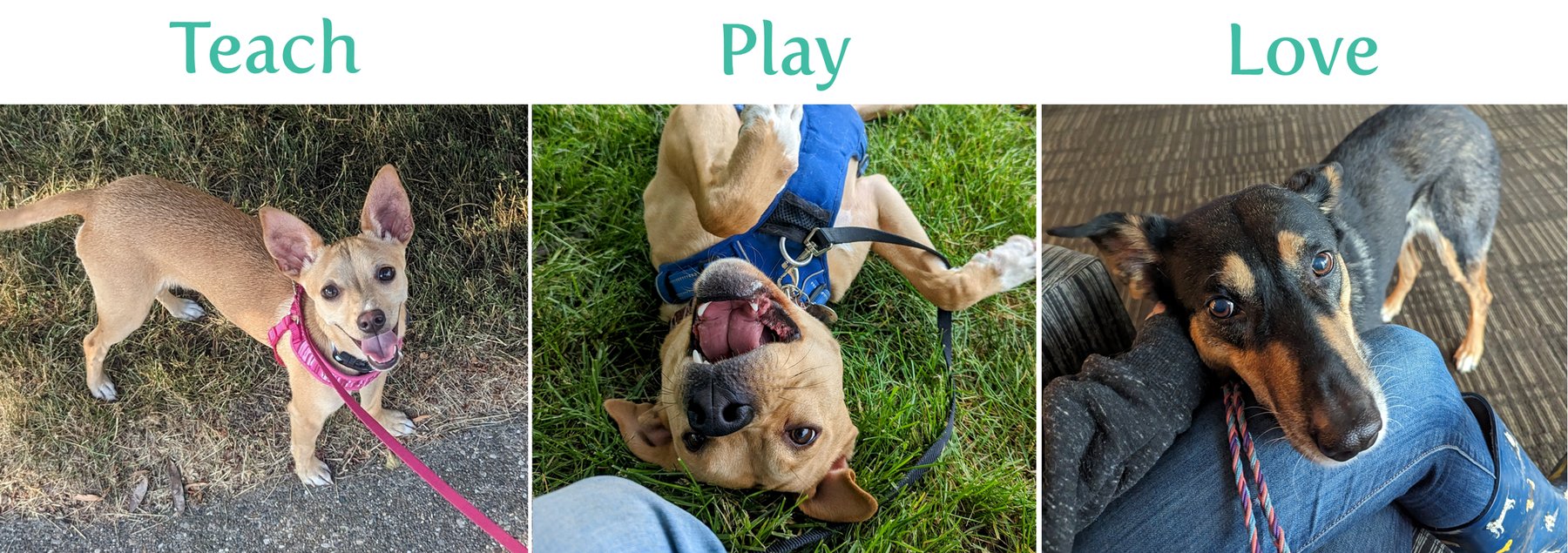 A Dog’s Life GR