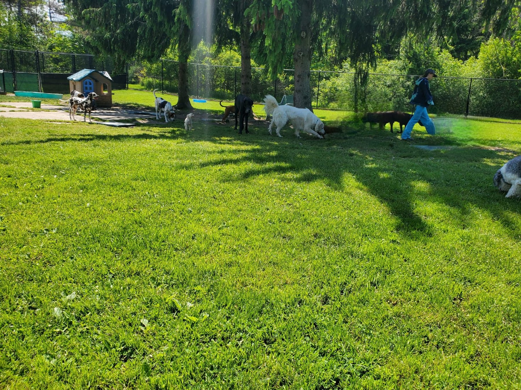 Creature Comforts Pet Resort