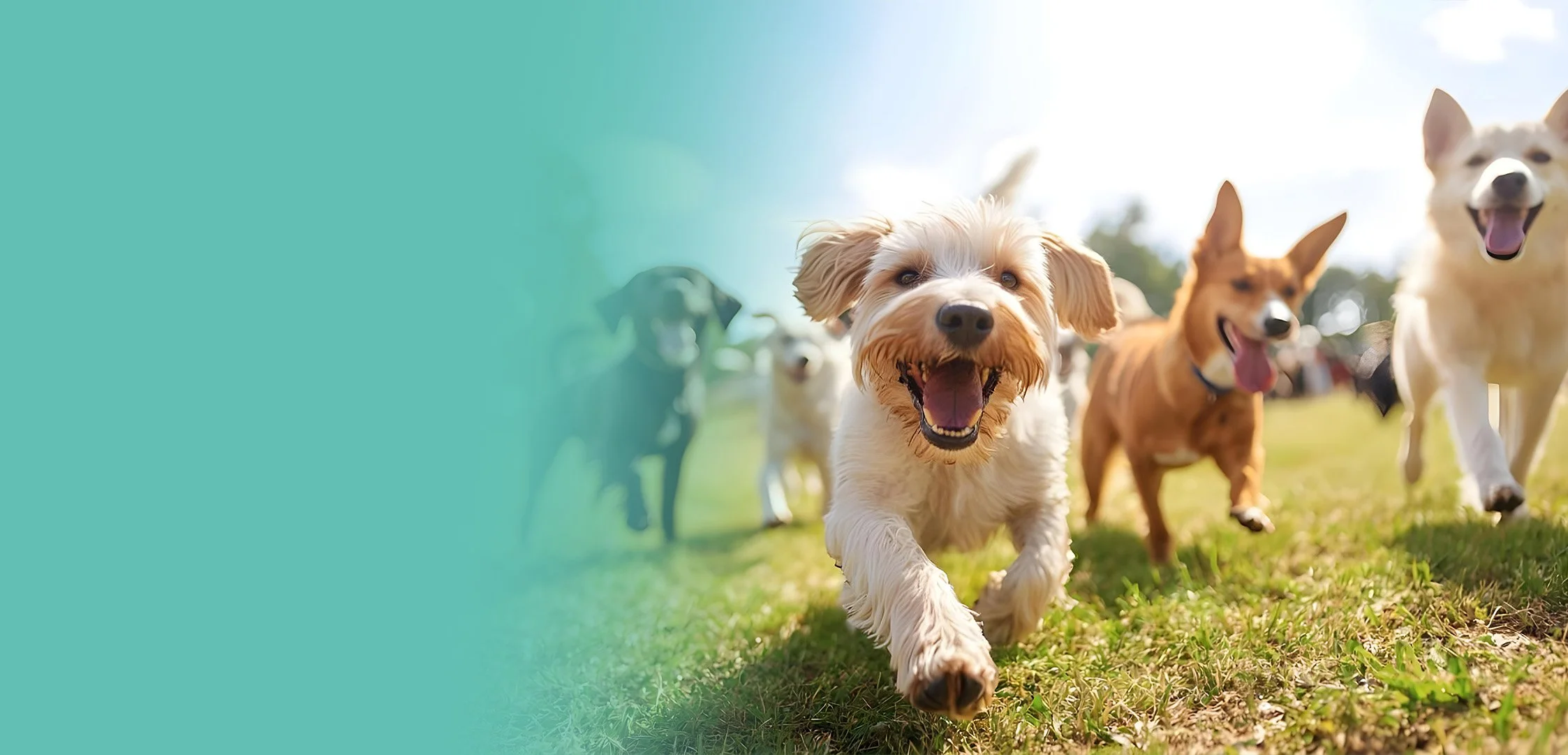 Canine Sports Dog Training