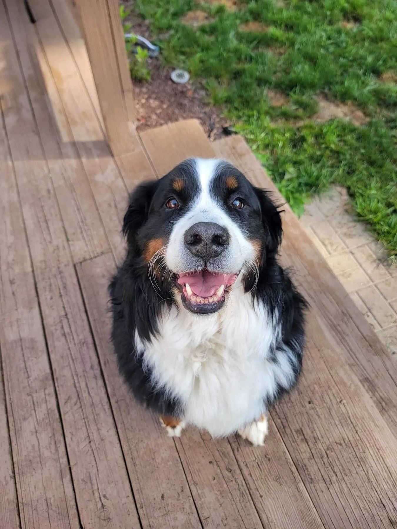 Compassion for Canines LLC