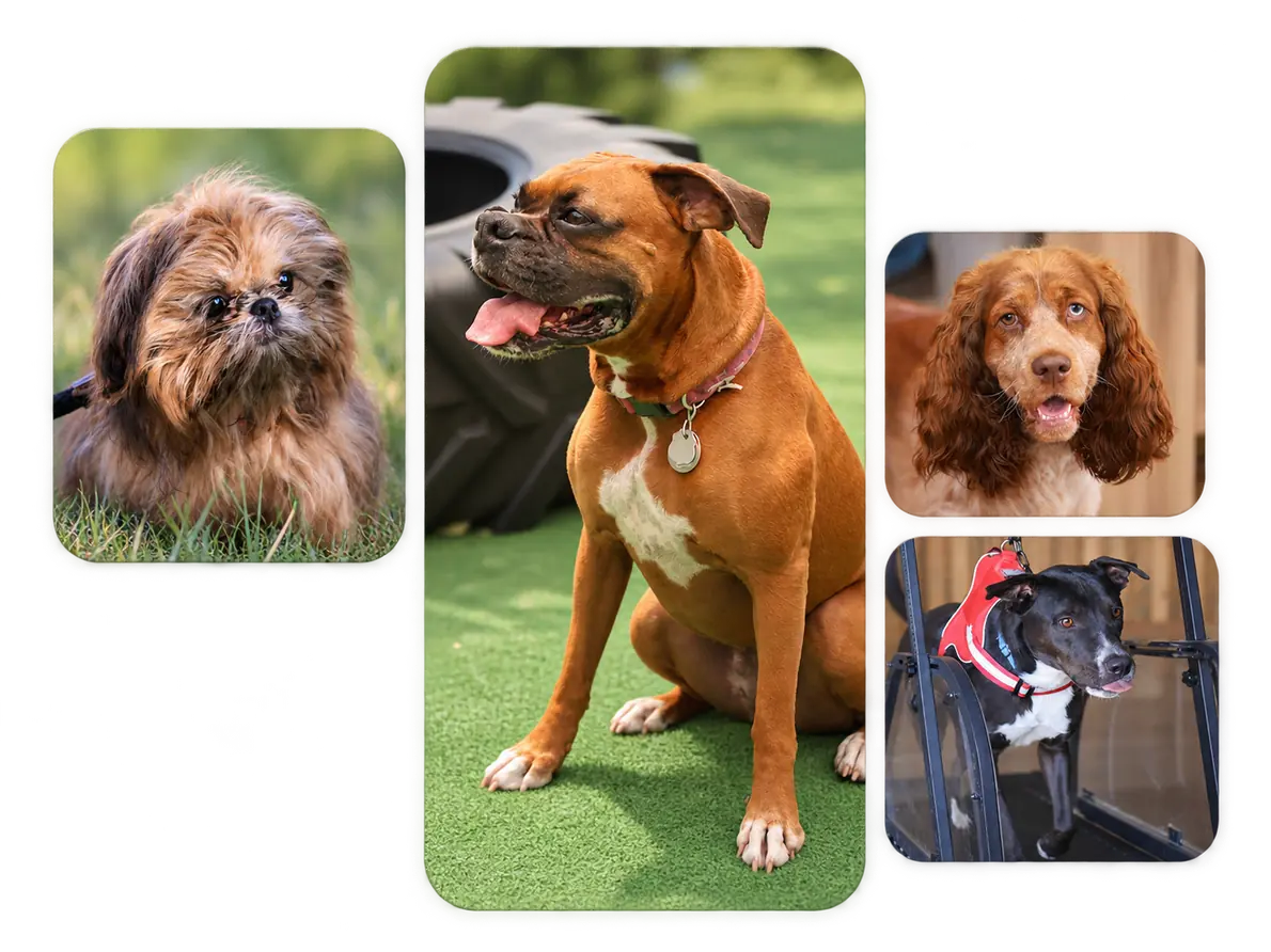 Greatest American Dog Trainers and The Den — dog trainer in Oklahoma City, OK