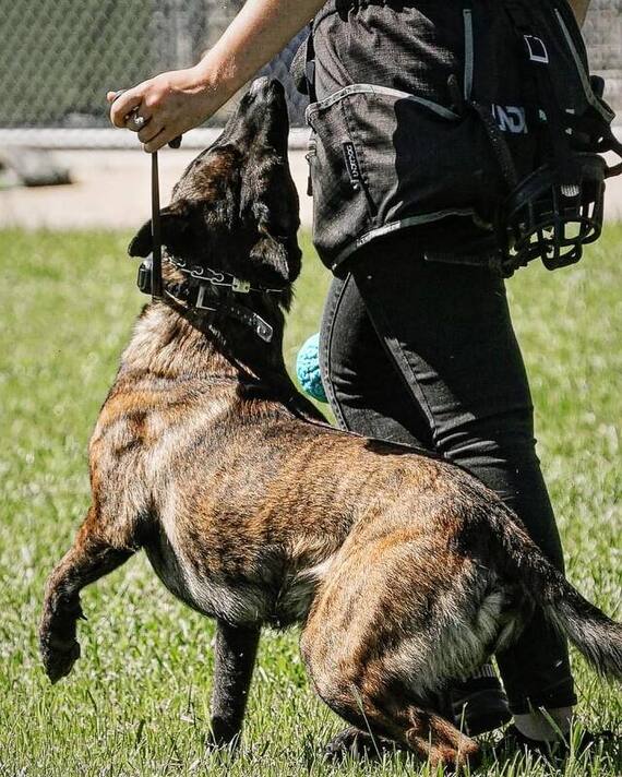 Battleborn Performance K9