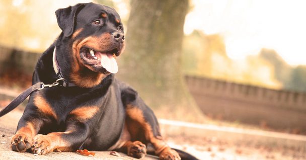 Sit Means Sit Dog Training – East Central Minnesota