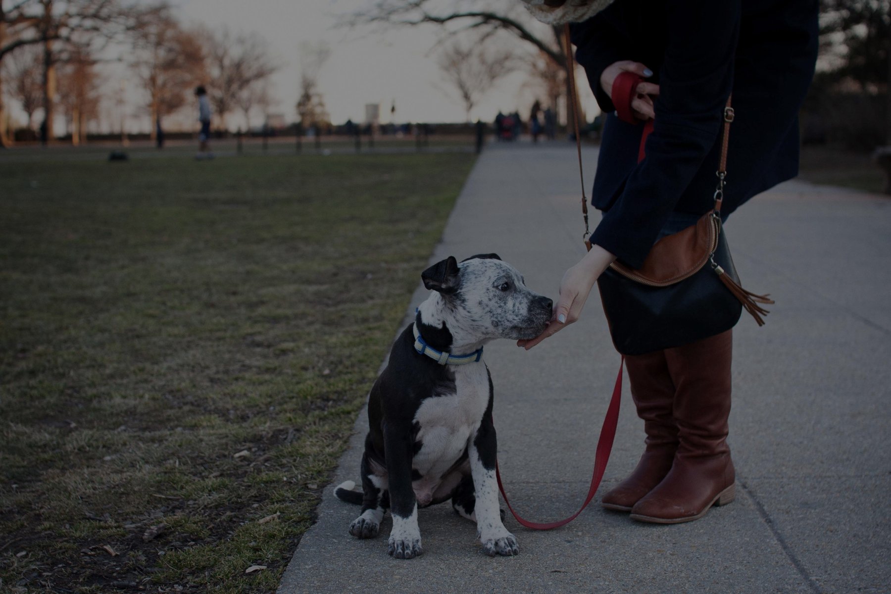 JW Dog Training & Behavior Consulting