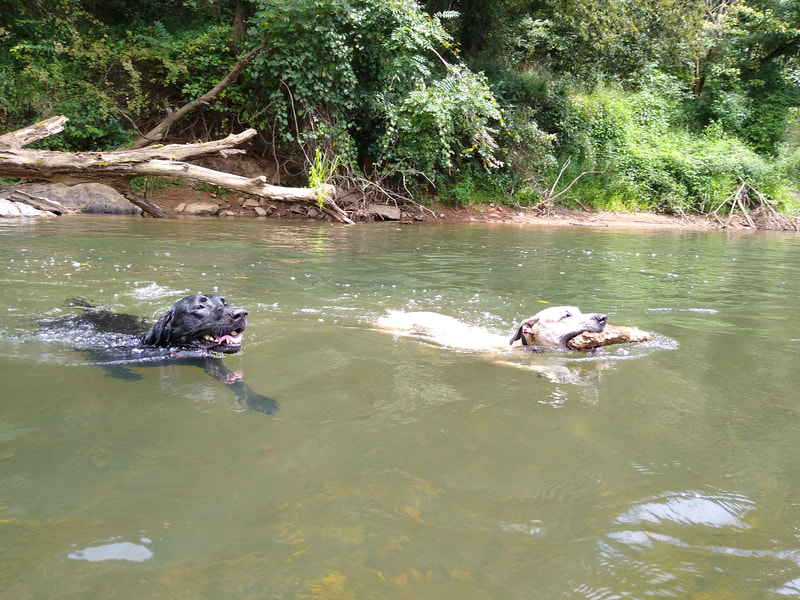 Canine Fundamentals LLC