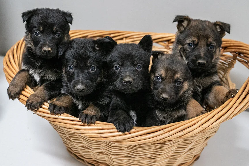 Fierce K9 LLC