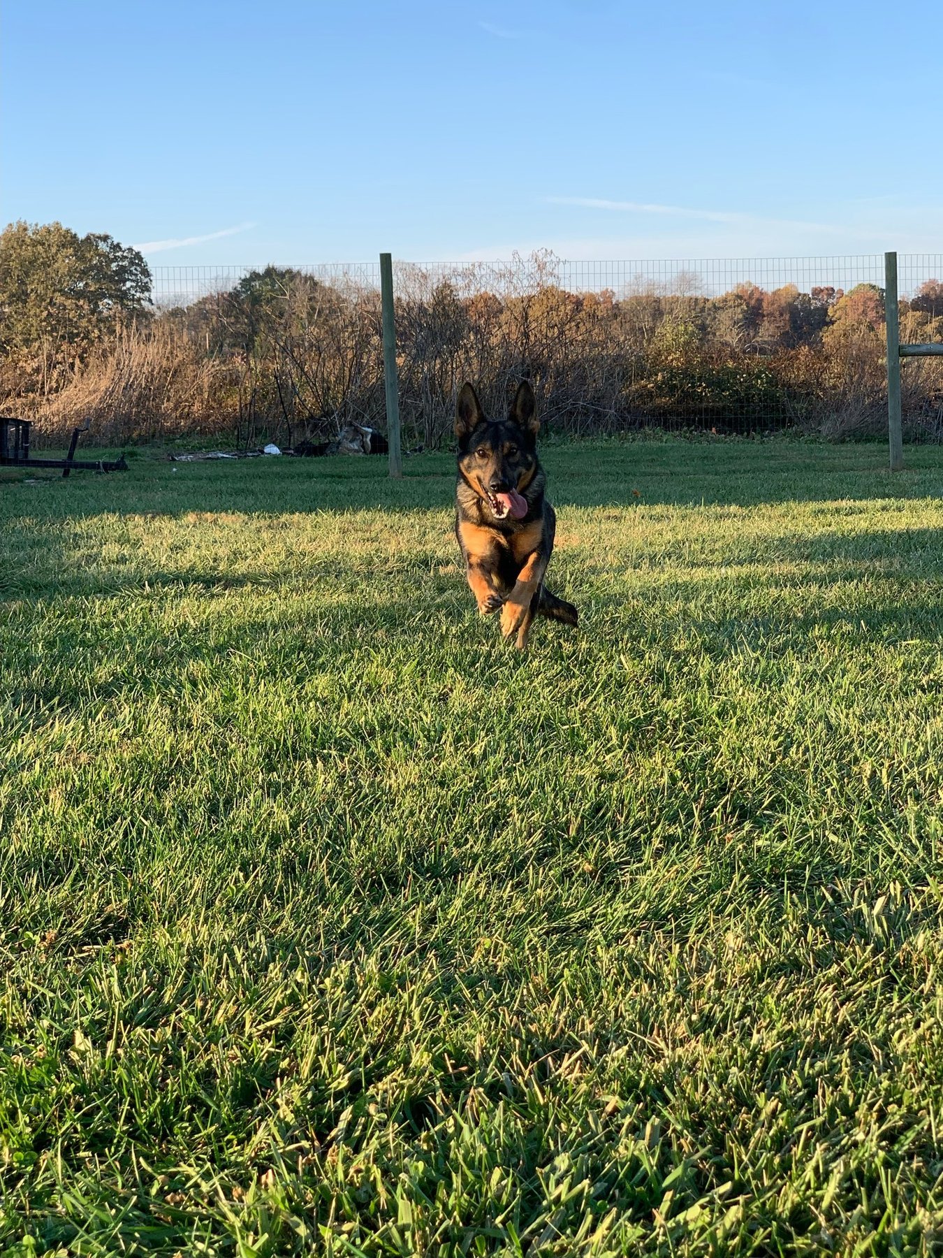 Alpha Pet Boarding and Doggie Day Care