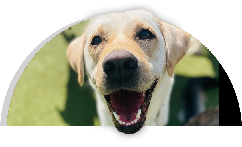Puppy Haven – East Roswell
