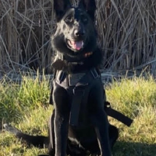 All Breed Dog Obedience Training