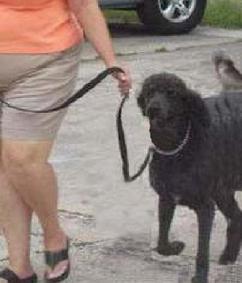 J C M’s Dog Training