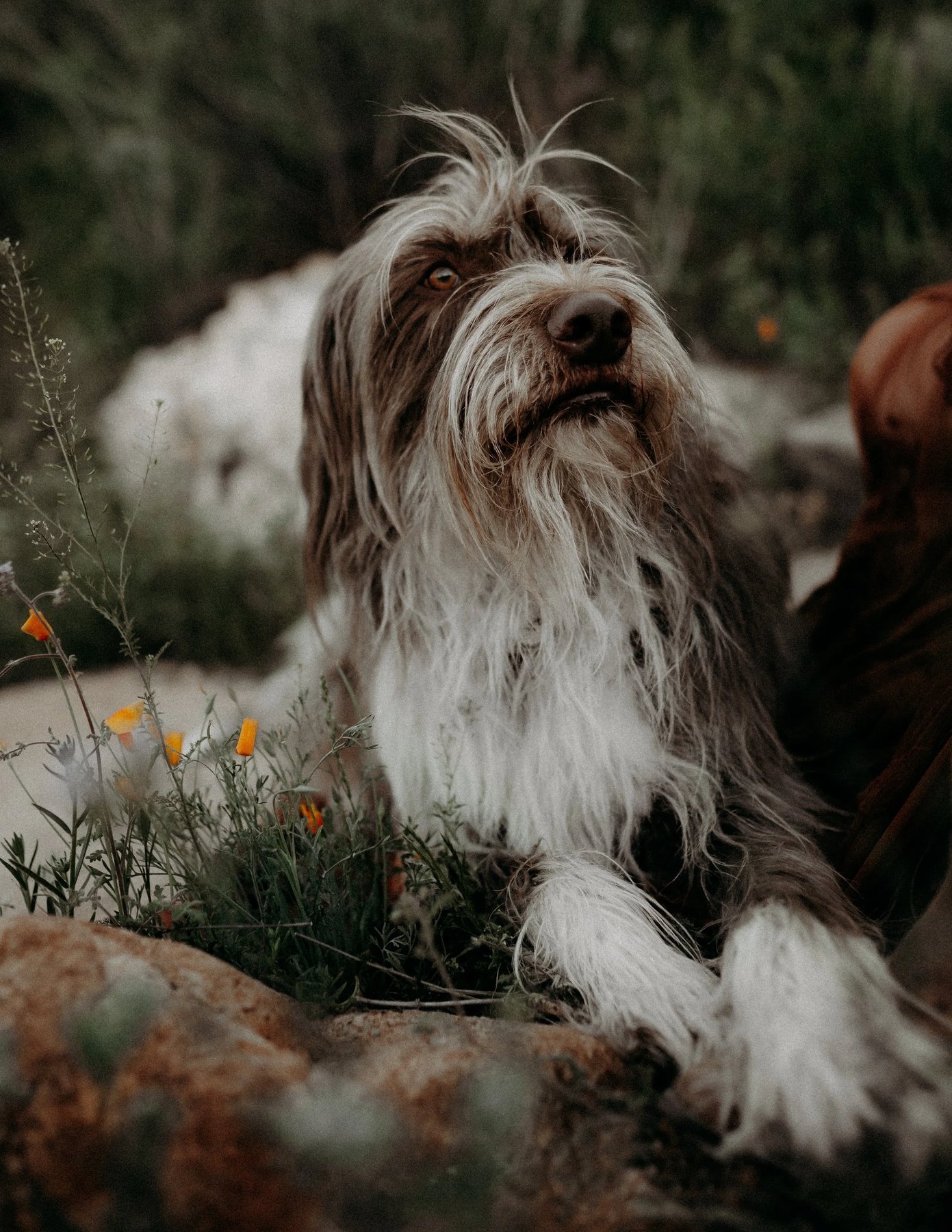 The Rebellious Dog – Professional Dog Training