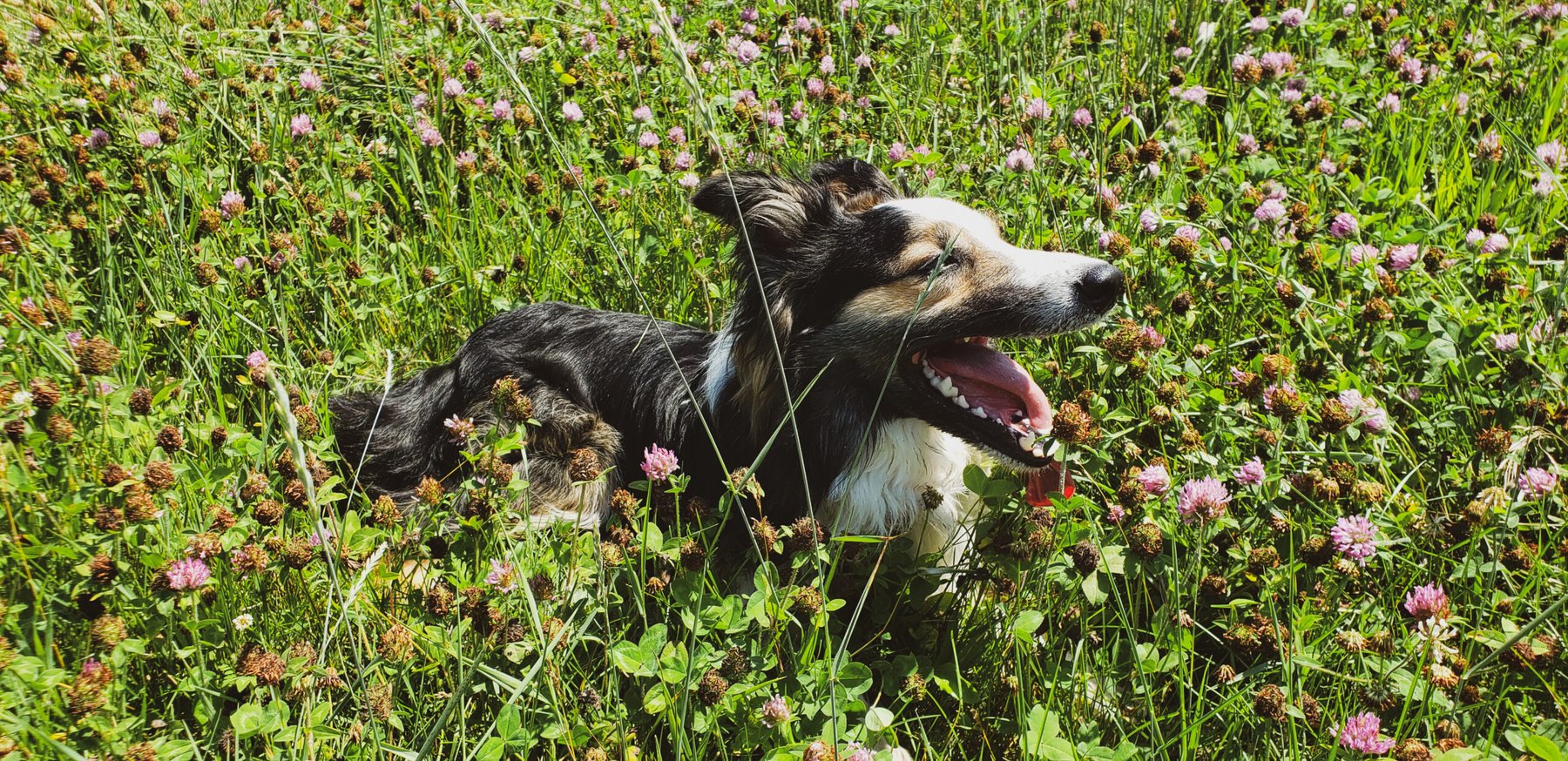 Here We Go Dog Training, LLC